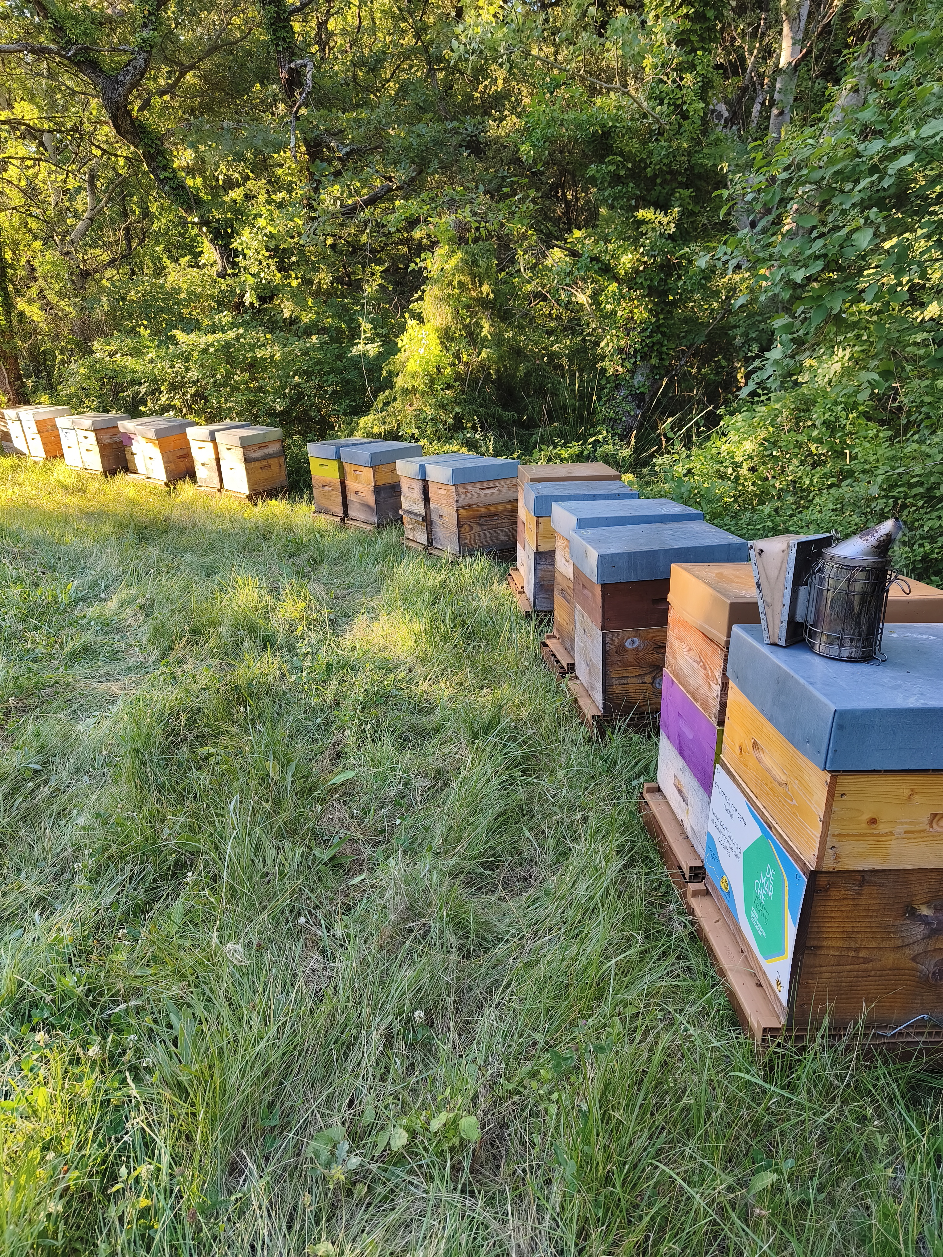 Déclin des pollinisateurs : les chiffres clés à connaître en 2026